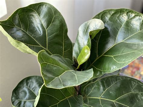 16 Amazing Benefits of Fiddle Leaf Fig Trees - Petal Republic