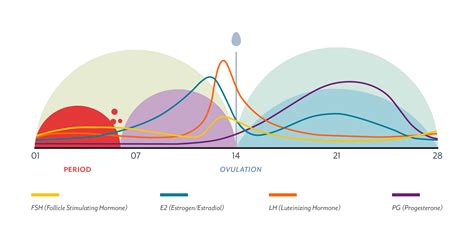 Cycle.of Hormones Perimenopause