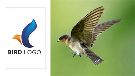 Image result for Bird Logo Intro Vedio Tutorial