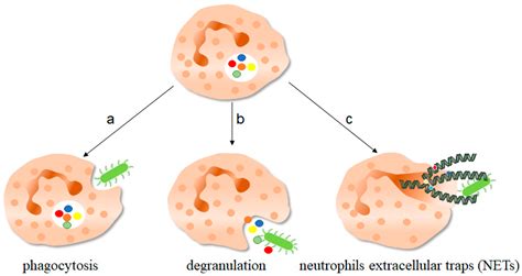 Mechanisms of Neutrophil Extracellular Trap Formation and Regulation in Cancers