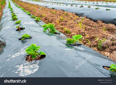 Soil Conservation Methods Mulching - conservation of soil