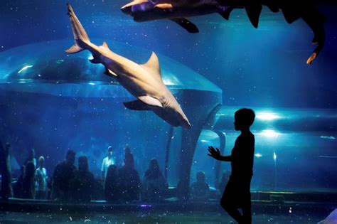 Dive Into The Wonders Of Jenks' Oklahoma Aquarium | TouristSecrets
