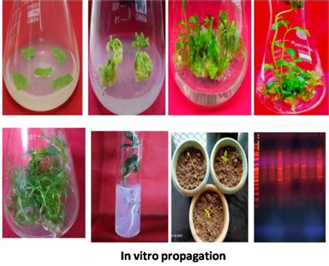 Dr YS Parmar University of Horticulture & Forestry