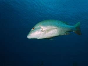 Mutton Snapper