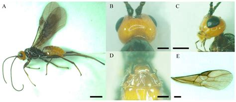 What Is Antenna In Insects at Susan Callahan blog