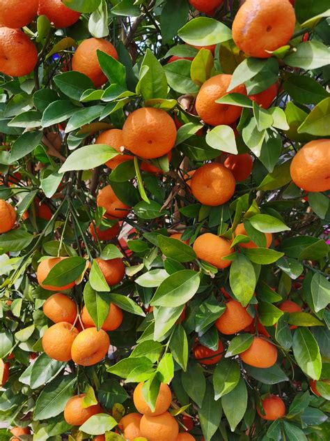 橘子树落叶是怎么补救 - 花百科