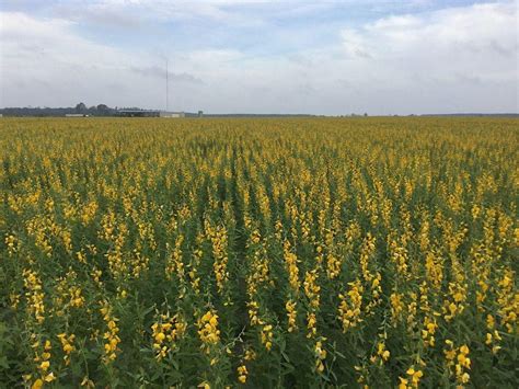Improve Your Garden Soil Over the Summer: Cover Crop It!, 1032 Superior ...
