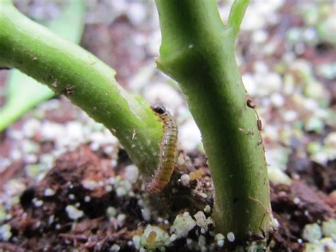 European Pepper Moth | Center for Invasive Species Research