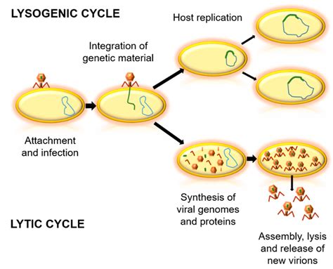 Bacteriophages: Protagonists of a Post-Antibiotic Era