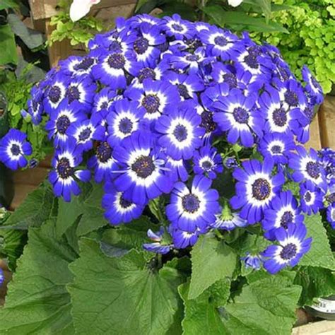 Cineraria maritima Flowering Seeds – Elegant Blue Winter Blooms ...