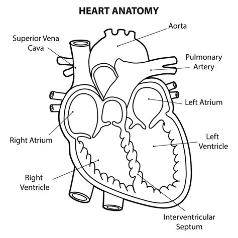 What are the parts that make up a human heart? | Human heart diagram ...