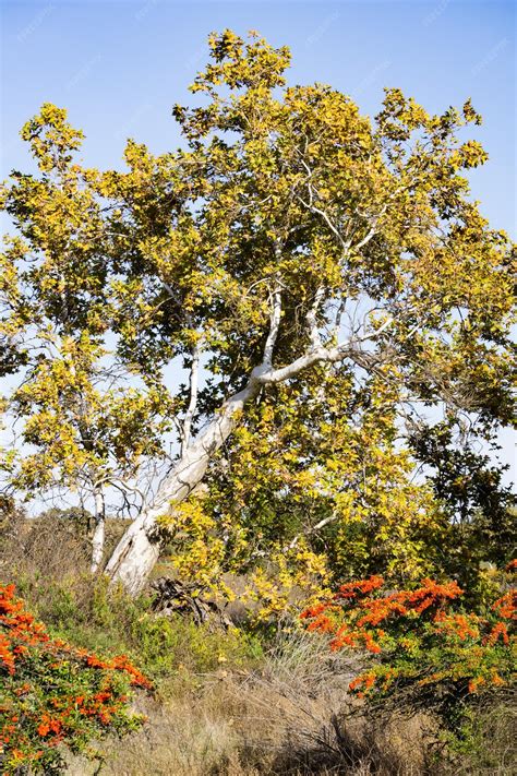 Premium Photo | Western sycamore tree platanus racemosa sycamore grove ...