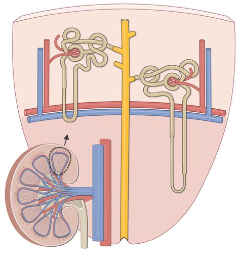 Nephron Structure