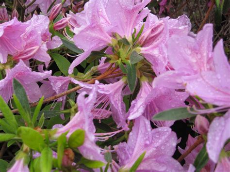 10 Types of Azaleas for the Flower Garden