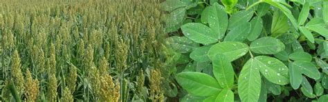 Andhra Pradesh State Seed Certification Authority