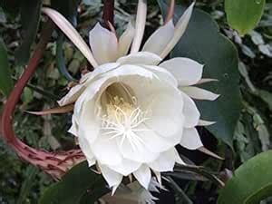 Indian Big size Brahma Kamal/Night Queen Healthy plant Pack of 1 ...