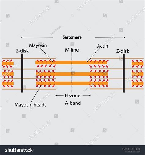Sarcomere Diagram Labeled