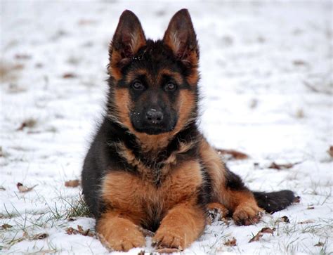 Beautiful dog and Pose Gsd Puppies, Cute Puppies, Cute Dogs, Beautiful ...