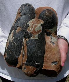 Bumpy Dinos Fossils 的图像结果