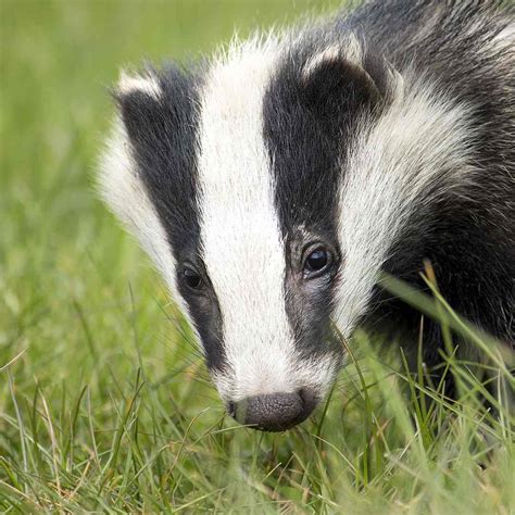 Exploring State Animals: Discover Fascinating State Mammal Facts - 50states