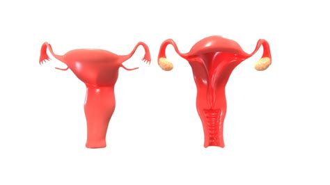 Image result for Female Reproductive System Animation