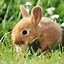 Image result for Baby Animals Wallpaper Bunny