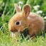 Image result for bunny rabbits wallpapers hd