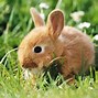 Image result for Cute Bunny Wallpaper for Laptop White