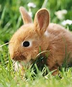 Image result for Wallpaper of Cute Bunnies