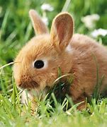 Image result for Spring Wallpaper Backgrounds with Bunnies