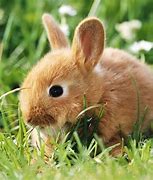 Image result for Cute 3D Bunny Wallpaper