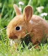 Image result for Super Cute Baby Bunny Princess