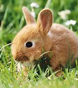Image result for Baby Bunnies in Spring