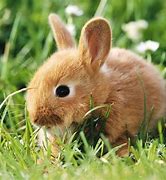 Image result for Cute Rabbit Wallpaper HD