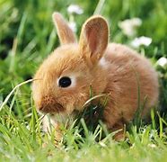 Image result for Baby Bunnies Wallpaper