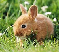 Image result for Cute Bunnies Pics