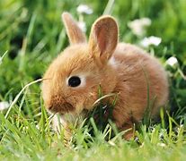 Image result for Bunny Screensavers Free