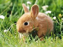 Image result for Super Cute Baby Bunnies Wallpaper