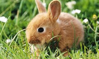 Image result for Funny Bunny Wallpaper