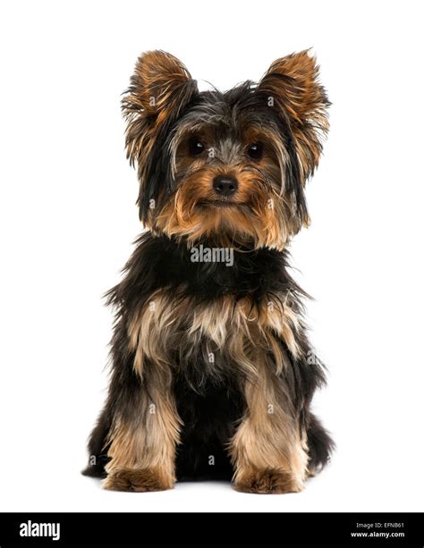 Black Yorkie Terrier