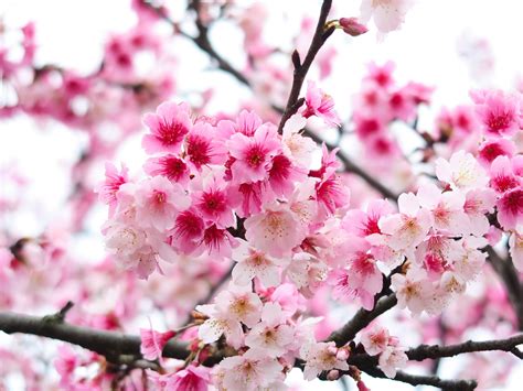 beauty in nature, 5K, vulnerability, rosewood, bunch of flowers, flower ...