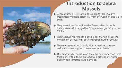 Zebra mussels in the great lake presentation AP environmental .pptx