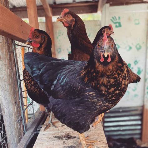 Black Star Chicken: Appearance, Temperament, Eggs & Raising Tips