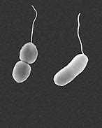 Vibrio parahaemolyticus 的图像结果