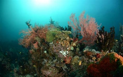 RAJA AMPAT DIVE RESORT (Saprokren) - Specialty Hotel Reviews, Photos ...