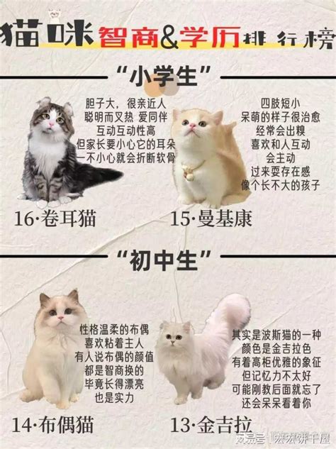 猫界智商排行榜：“最蠢”和“最聪明”的3种猫！ - 知乎