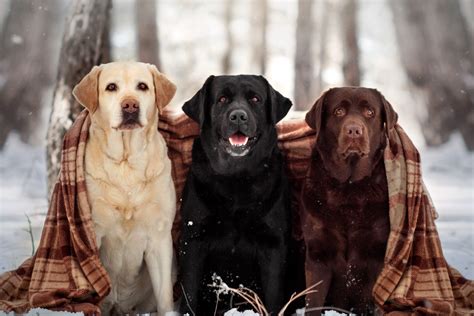 Image result for Labrador Retriever All Colors