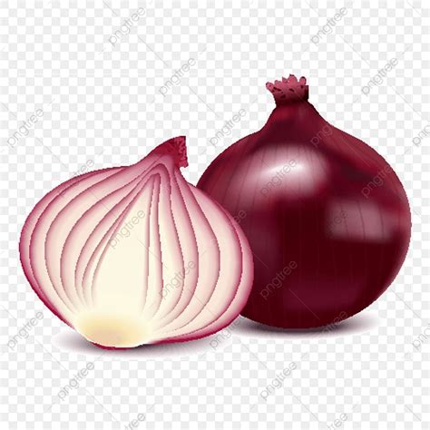 Onion Drawing