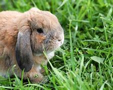 Image result for Mini Lop Bunny Baby