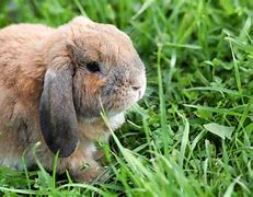 Image result for White Mini Lop Rabbit